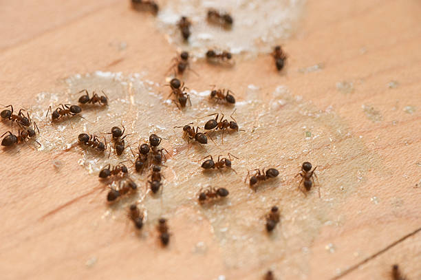 Best Ant Control Services  in South Lebanon, OH